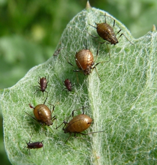 Parassita di afidi (Ichneumonidae o Braconidae)